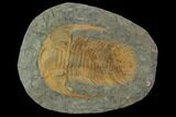 Acadoparadoxides Trilobite - Stunning Preservation #101779-1